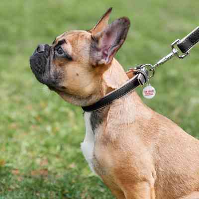 Нашийник для тварин WAUDOG Soft з QR паспортом XS Ш 15 мм Д 27-36 см чорний (7188) Вінниця