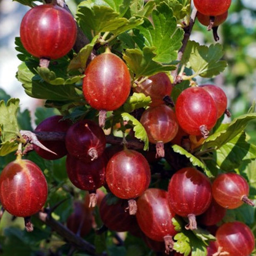 Саджанці агрусу на штамбі Неслухівський (привитий) - 2-річний Чернівці - фото 1