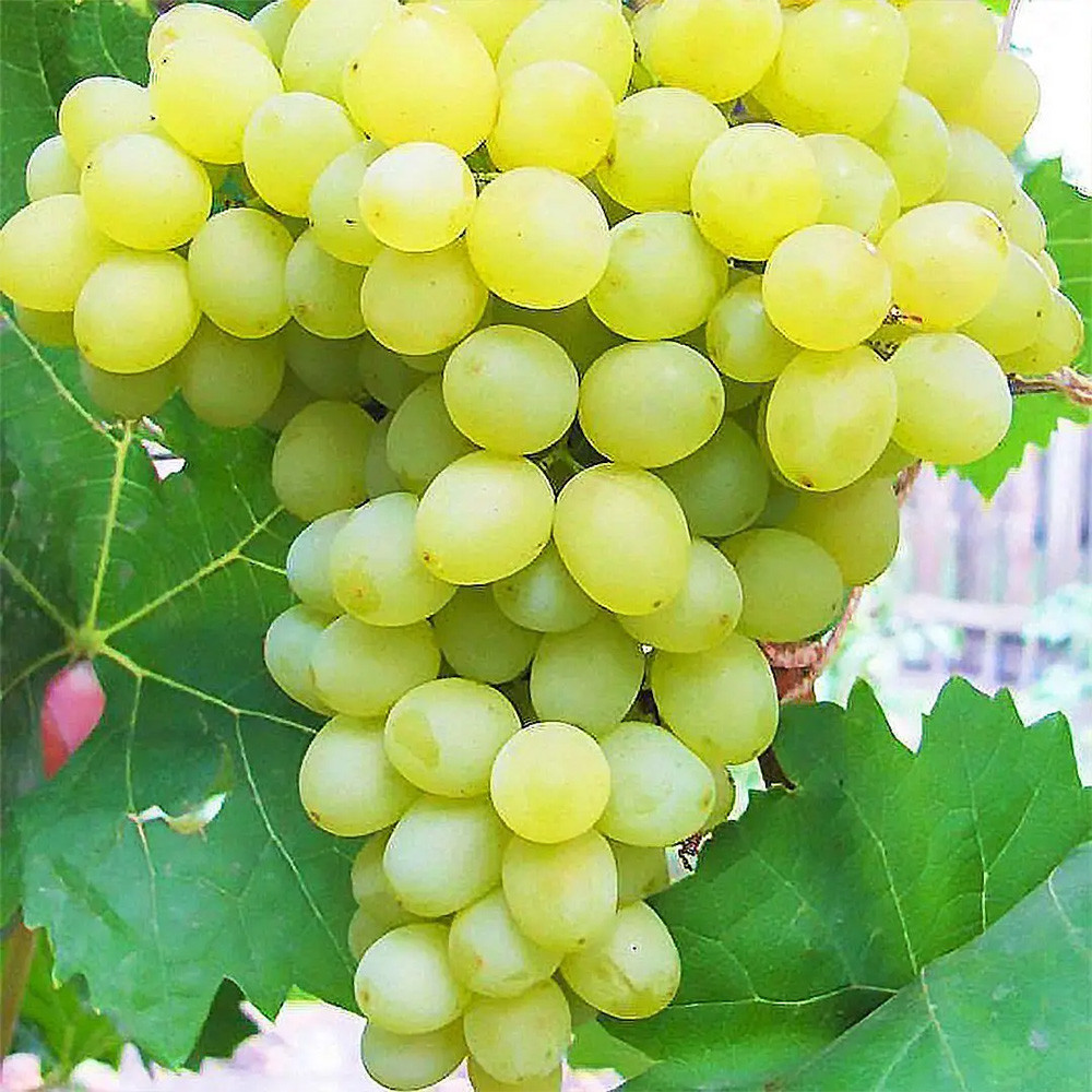 Саженцы винограда Кеша (черенкованный) - 1-летний Черновцы - изображение 1