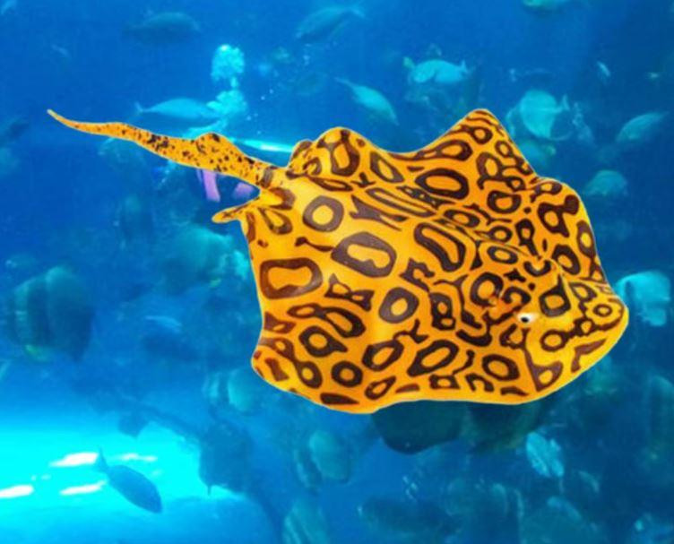 Рыба-дьявол светящаяся. Яркий декор в аквариум Золото Киев - изображение 1