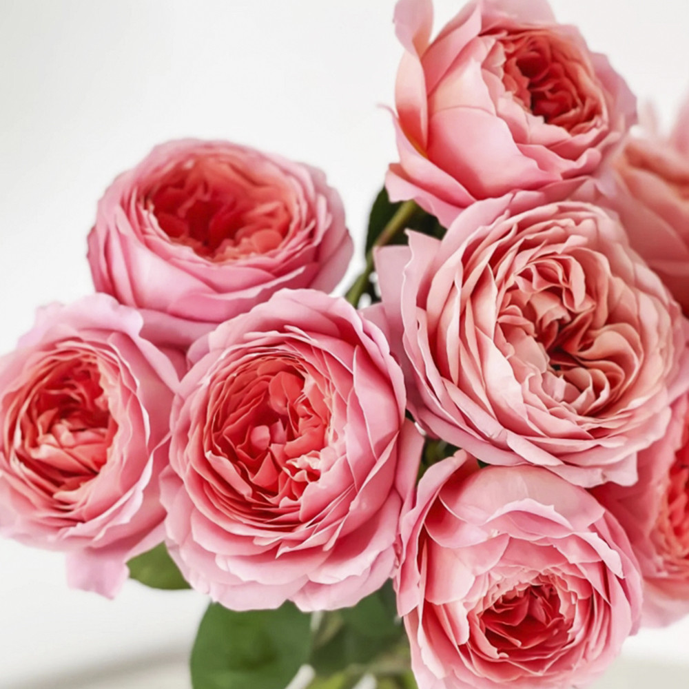 Саджанці англійських піоноподібних троянд Романтик Антик (привитий) Чернівці - фото 2