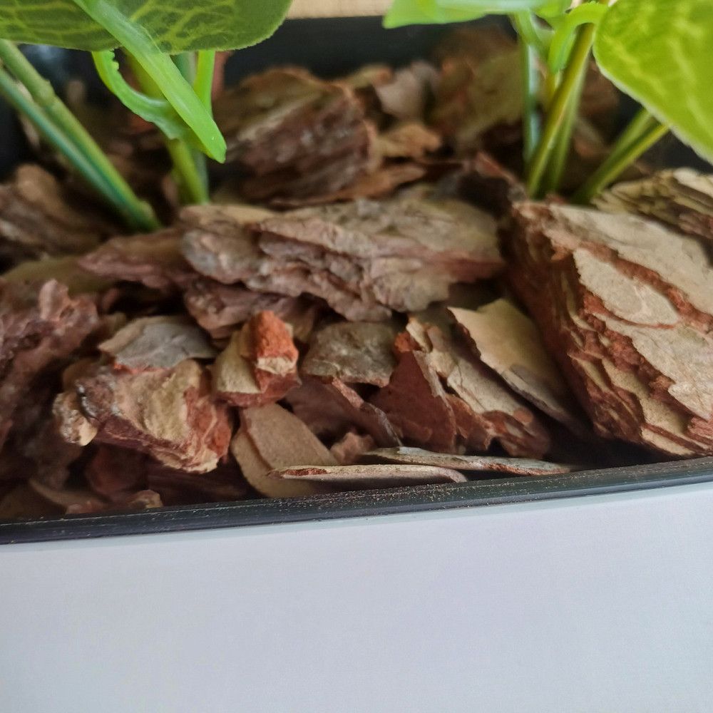 Штучний кущ фітонії із латексу Дніпро - фото 3