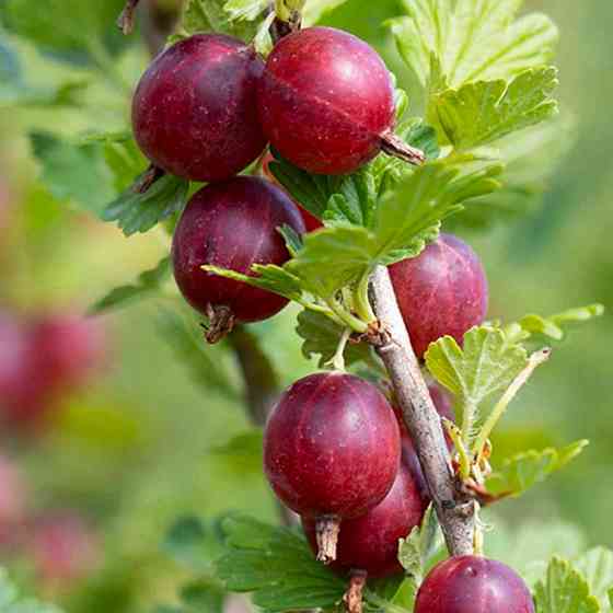 Саженцы крыжовника Хиннонмаки Рот (черенкованный) - 2-летний Черновцы