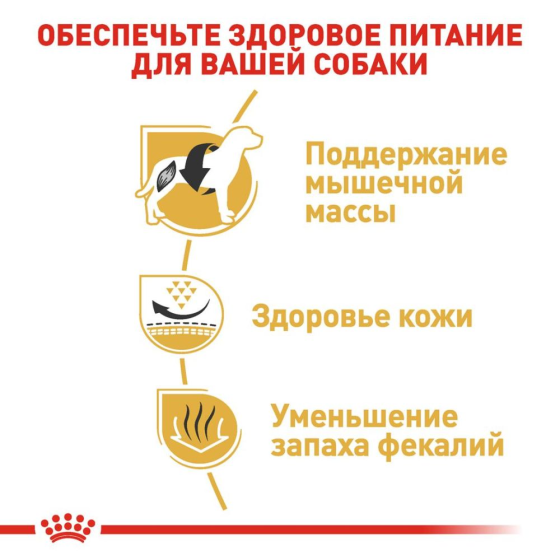 Royal Canin French Bulldog Adult (Рояв Канін Френч Бульдог Едалт) корм для французьких бульдогов від 12 місяців 3 кг. Запоріжжя