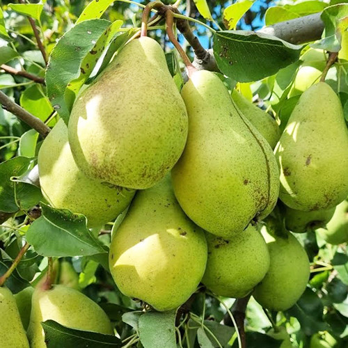 Саженцы груши Кюре (привитый) - 1-летний Черновцы - изображение 1