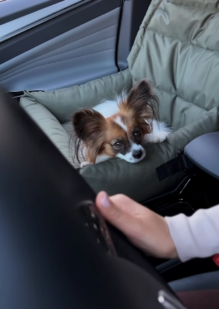 Автокрісло для собак Happy Peppy (Хеппі Пеппі) DogRide Запоріжжя