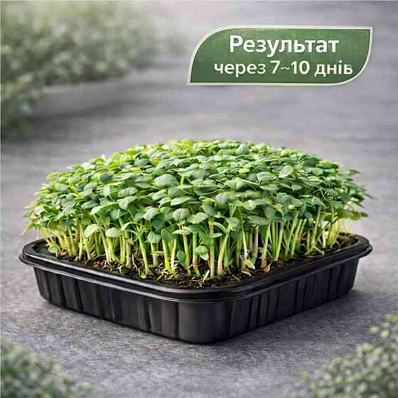 Набір для вирощування мікрозелені 5 культур «Пікантний» з контейнерами та інструкцією (повний комплект) Харків