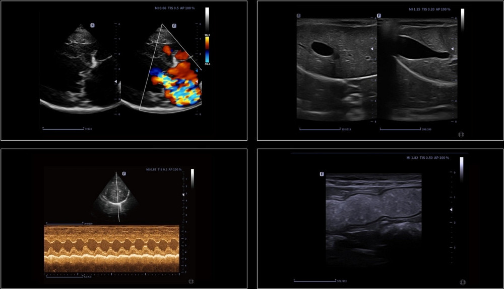 Lynus 5P ветеринарна портативна ультразвукова діагностична система +2 датчика Focus&Fusion Дніпро - фото 5