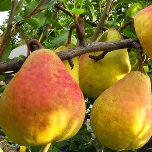 Саженцы груши Молдавская Ранняя (привитый) - 1-летний Черновцы - изображение 1