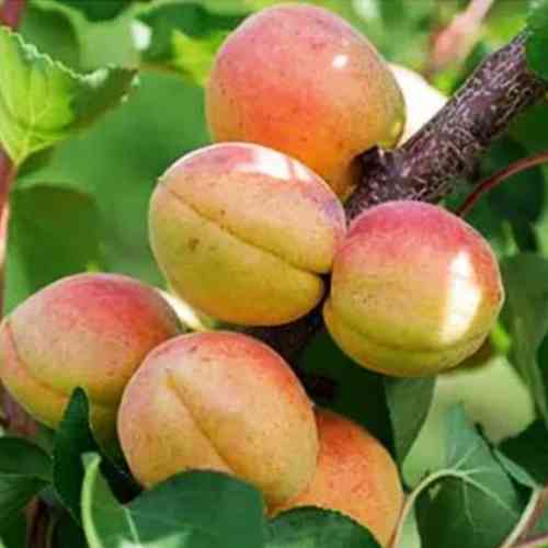 Саженцы абрикоса Надежда (привитый) - 1-летний Черновцы