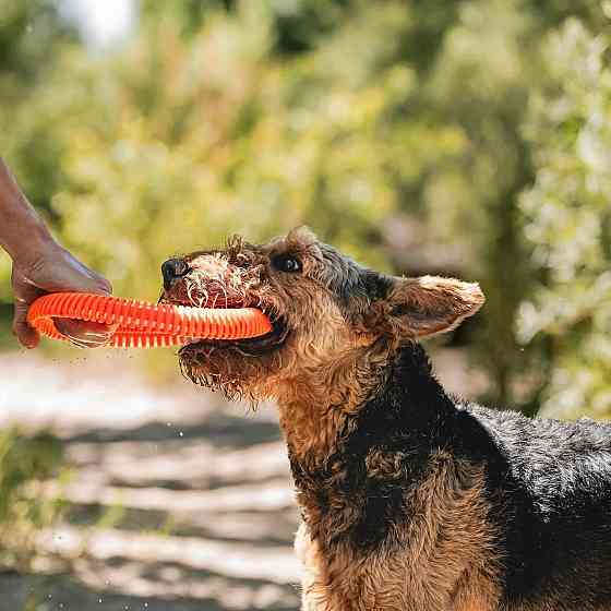 Летающий диск Chuckit! Rugged Flyer игрушка для больших собак, размер S Винница