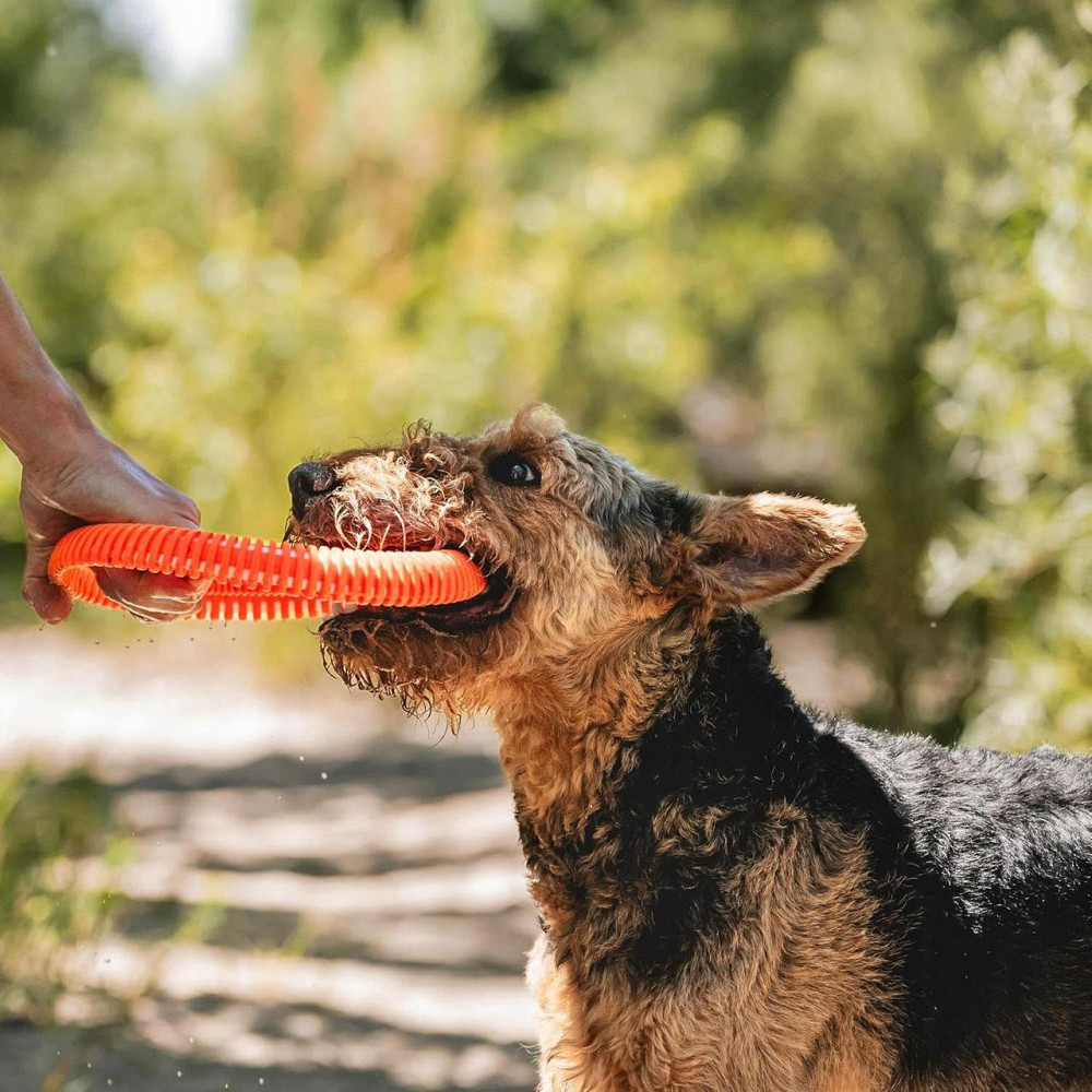 Летающий диск Chuckit! Rugged Flyer игрушка для больших собак, размер S Винница - изображение 3