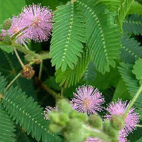 Cаджанці мімози Cоромлива - 1-річний Чернівці