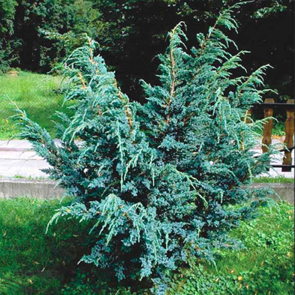 Саджанці ялівцю Мес Чернівці - фото 1