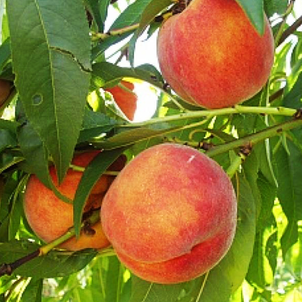 Саженцы персика Кардинал (привитый) - 2-летний Черновцы - изображение 1