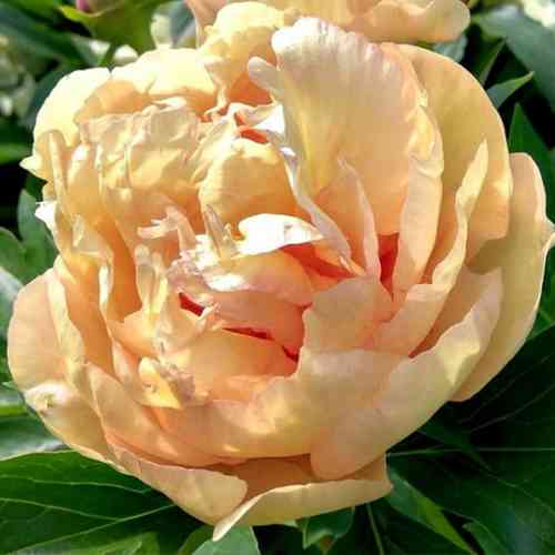 Саджанці піона деревоподібного Помаранчевий (сіянець) - 1-річний Чернівці