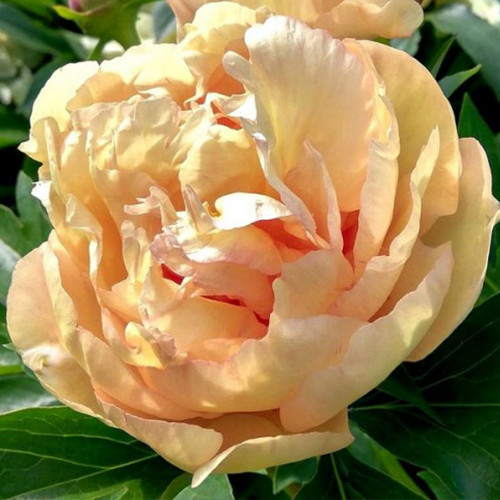 Саджанці піона деревоподібного Помаранчевий (сіянець) - 1-річний Чернівці - фото 1