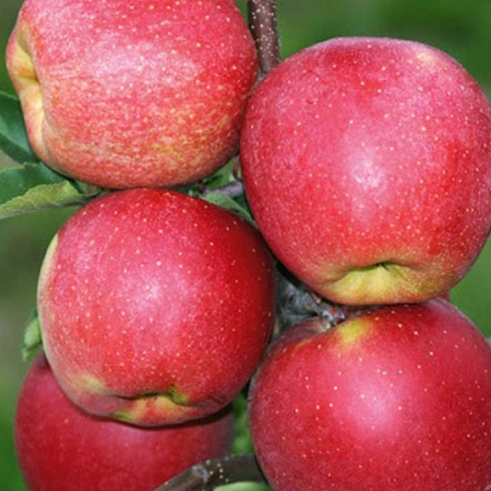 Саджанці яблуні Чемпіон Арно (привитий) - 2-річний Чернівці - фото 2