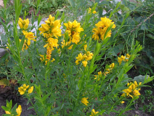 Дрок красильный (Дрік фарбувальний)100г master sem Киев - изображение 1