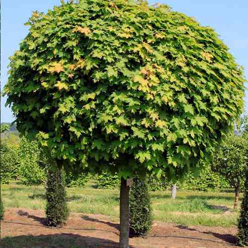 Саженцы клена на штамбе Шаровидный (привитый) - 2-летний Черновцы