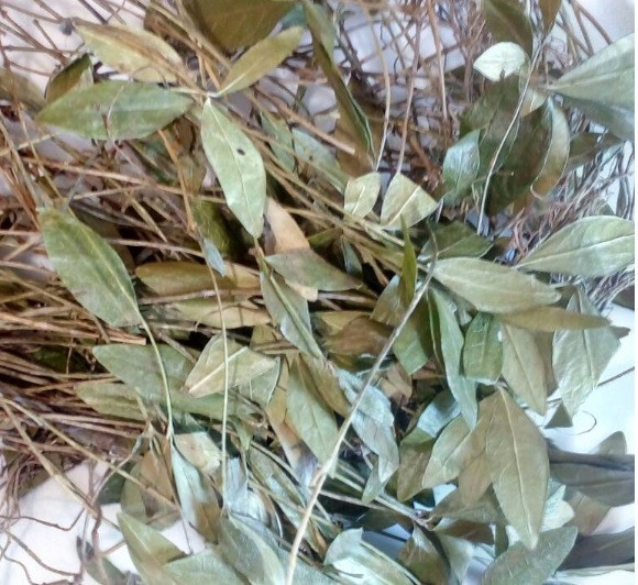 Барвінок (трава), 1кг. Київ - фото 1