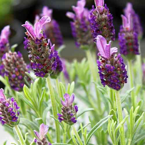 Саженцы лаванды Виктори (черенкованный) - 2-летний Черновцы