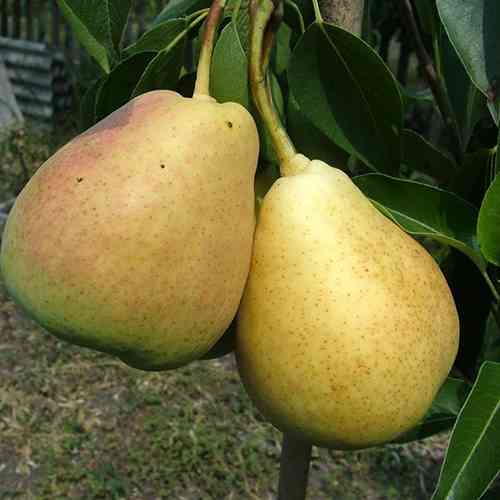 Саженцы груши Богема (привитый) - 2-летний Черновцы