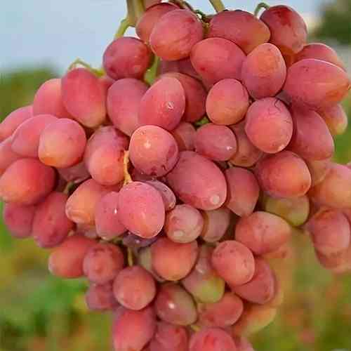 Cаджанці винограду Анжеліка (черенкований) - 1-річний Чернівці