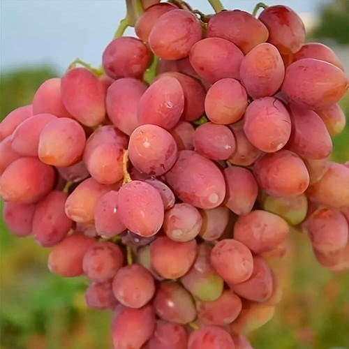 Саженцы винограда Анжелика (черенкованный) - 1-летний Черновцы - изображение 1