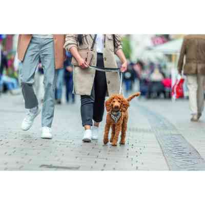 Шлея для собак Trixie CityStyle H-harness Бавовна XS–S 30–44 см 10 мм Світло-сіра (4053032682603) Вінниця