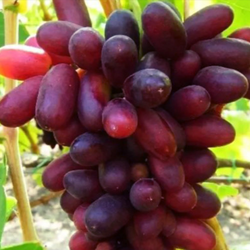 Cаджанці винограду Ейфорія (черенкований) - 1-річний Чернівці - фото 1