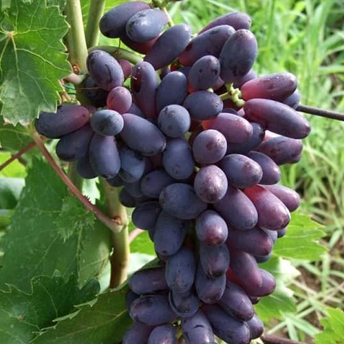 Cаджанці винограду Яся (черенкований) - 1-річний Чернівці - фото 1