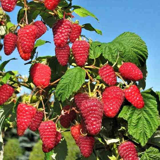 Саджанці малинового дерева Крепиш (черенкований) - 1-річний Чернівці