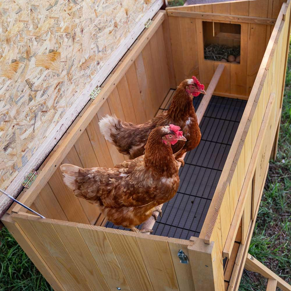 Дерев'яний будиночок для курей Ferplast Hen House (Ферпласт Хен Хаус) 162 x 100 x h 110 см - 30 Запоріжжя - фото 9