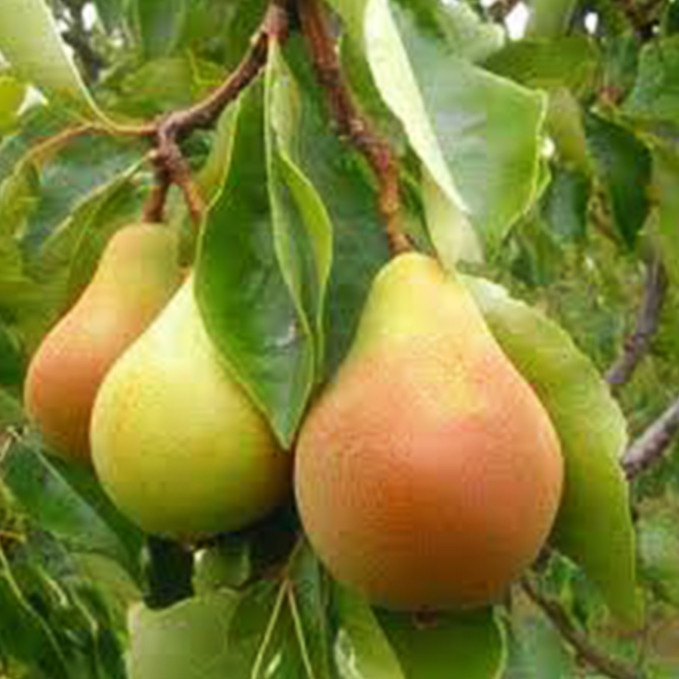 Саджанці груші Чудесниця (привитий) - 1-річний Чернівці - фото 1