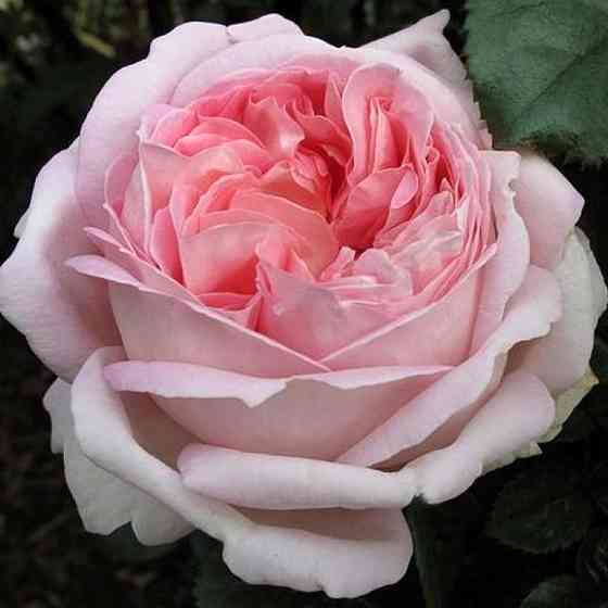 Саджанці чайно-гібридних троянд Міріам (привитий) Чернівці