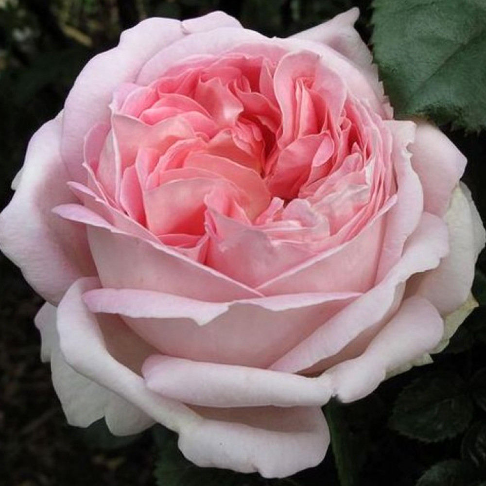 Саженцы чайно-гибридных роз Мириам (привитый) Черновцы - изображение 3