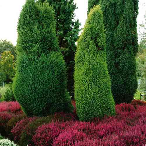 Саджанці ялівцю Суеціка (черенкований) - 3-річний Чернівці