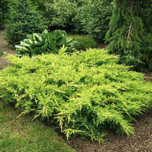 Саджанці ялівцю Золото Мордігана (черенкований) - 3-річний Чернівці