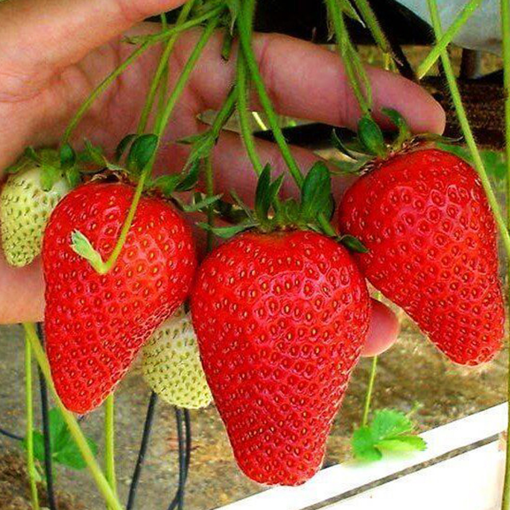 Саженцы клубники Роксана (10 штук) Черновцы - изображение 2