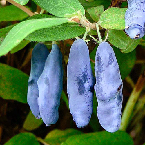 Саженцы жимолости Мальвина (черенкованная) - 3-летняя Черновцы - изображение 1