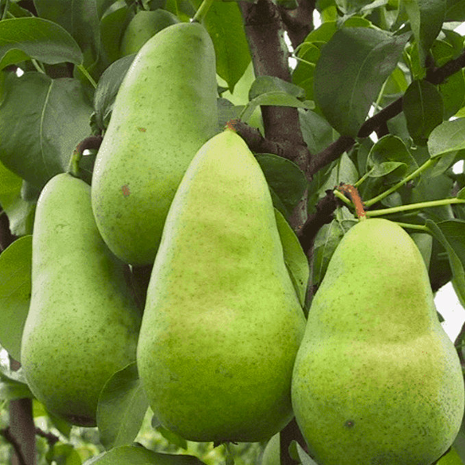 Саджанці груші Директор Альфан (привитий) - 1-річний Чернівці - фото 1