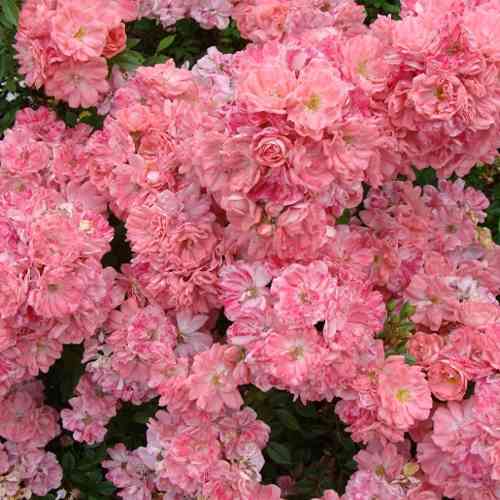 Саженцы роз Ферди (привитый) - 2-летний Черновцы