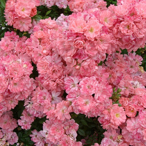 Саженцы роз Ферди (привитый) - 2-летний Черновцы - изображение 1