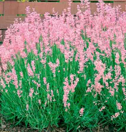 Саджанці лаванди Rosea (черенкований) Чернівці