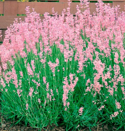 Саджанці лаванди Rosea (черенкований) Чернівці - фото 1