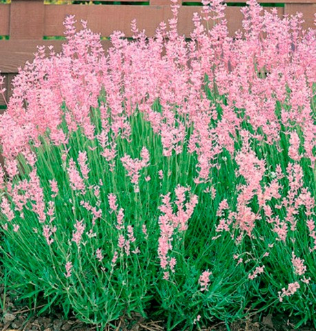 Саджанці лаванди Rosea (черенкований) Чернівці - фото 1