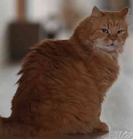 Объектив Canon EF 100mm. F/2 USM . Киев