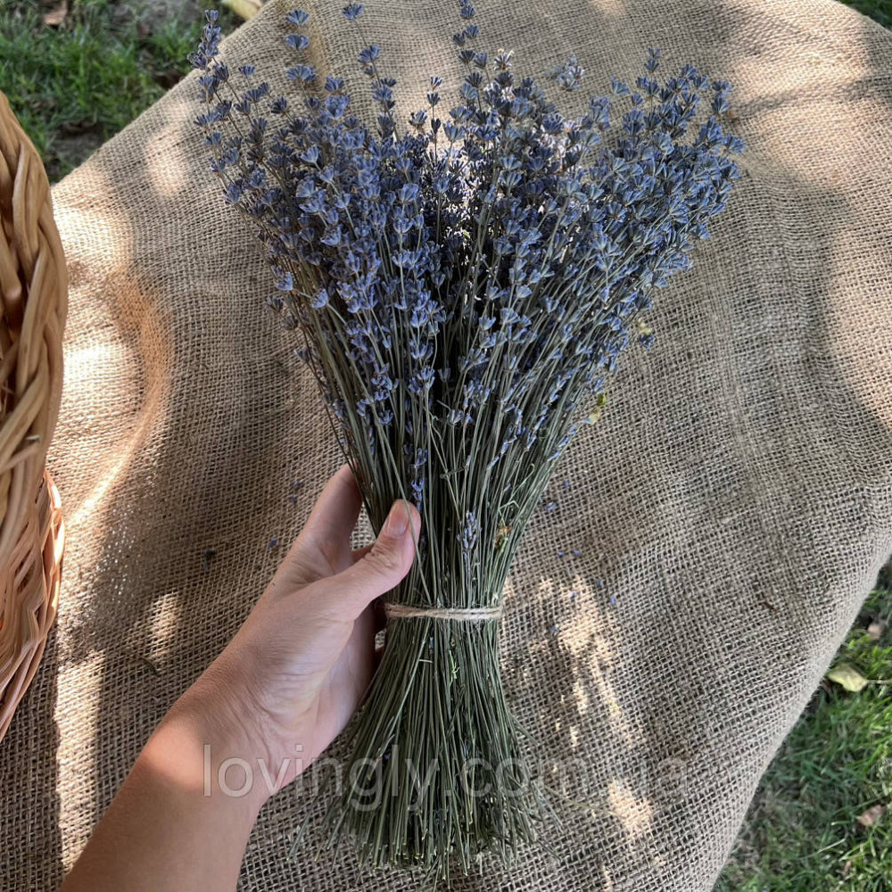 Цветы лаванды оптом на стебле для декора и флористики Ирпень - изображение 4