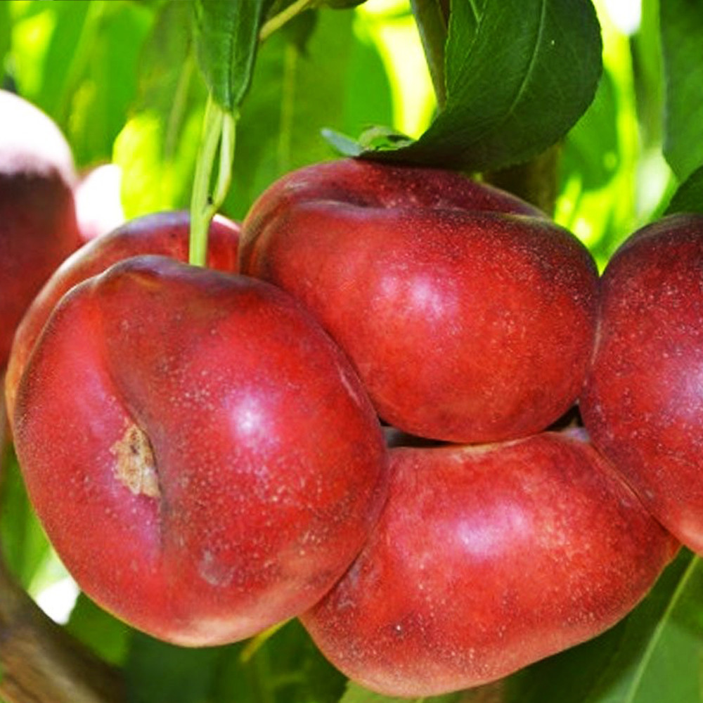 Саджанці нектарину Концеттіна (привитий) - 1-річний Чернівці - фото 1